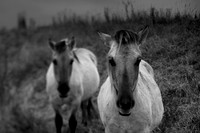 Wild horses 2