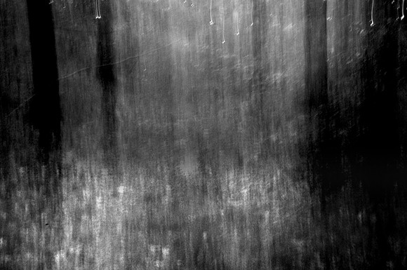 Woods 1