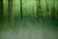 forest 2