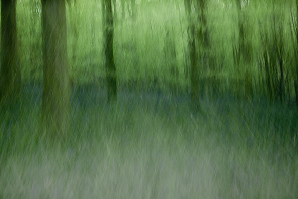 forest 2