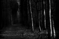 Five trees