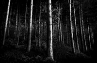 Woods 4