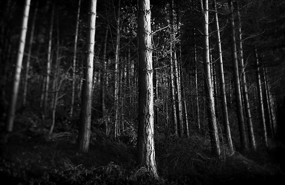 Woods 4
