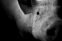 one pig