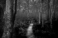 Into the woods 2