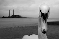 Swan