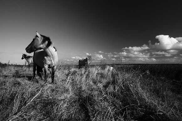 Wild horses