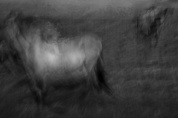 wild horse #1