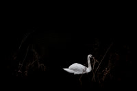 swan 1