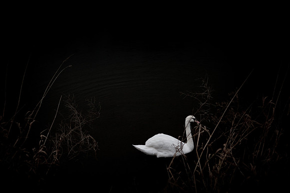 swan 1