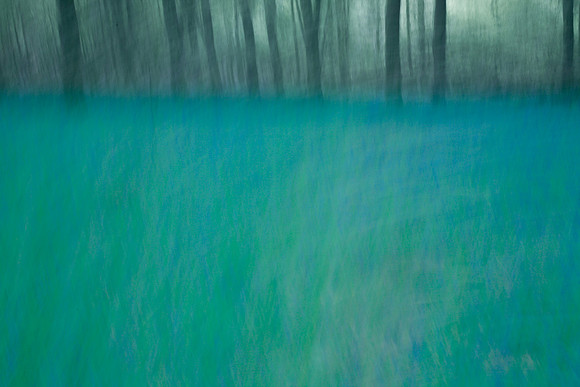 cf64 - forest 3