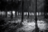 45mm tilt shift