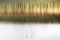 reeds 1