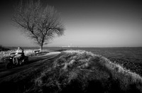 Tree 3