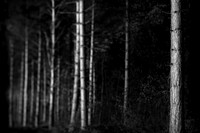 Trees 1