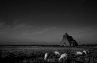 Sheep 4