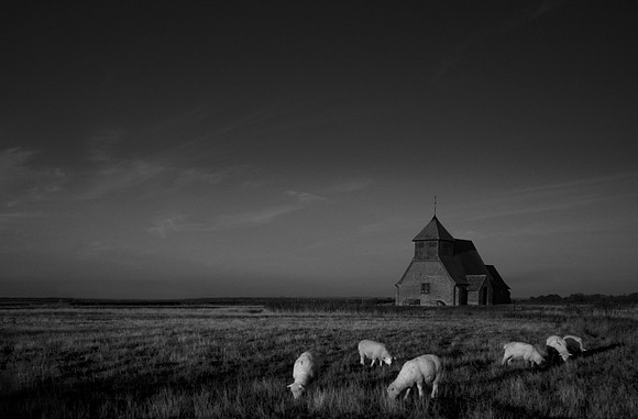 Sheep 4
