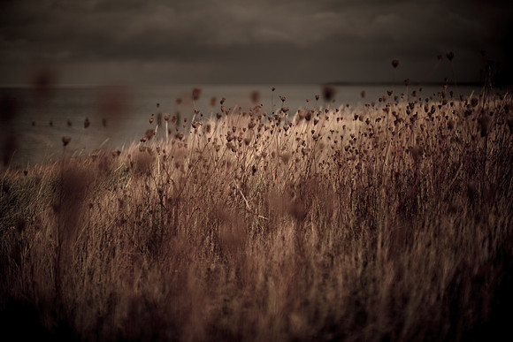 riverbank #25