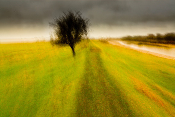 tree 1