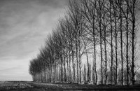 Trees 2