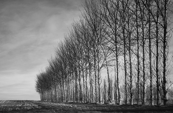 Trees 2