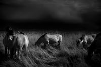 Wild horses 27