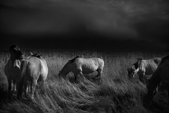 Wild horses 27
