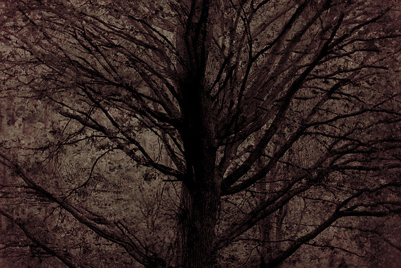 tree #8