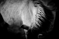 Wild horses 26