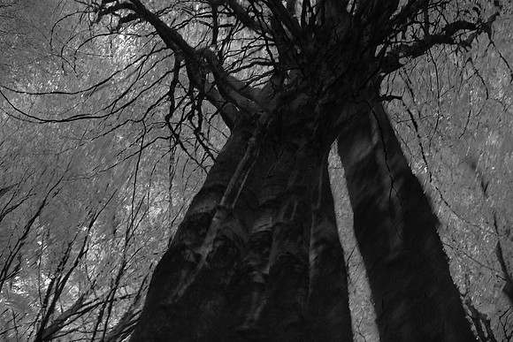 trees 32 #81