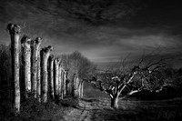 Orchard 3
