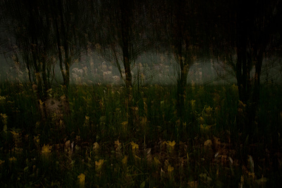 autumn #2
