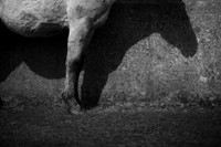 Wild horses 15