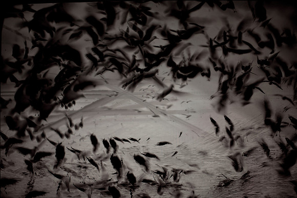 multiple exposure #9 / seagulls