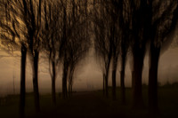tree 3