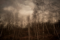 a xmas walk #1