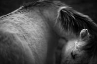 Wild horses 29