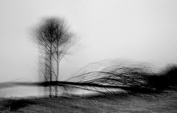 Tree 3