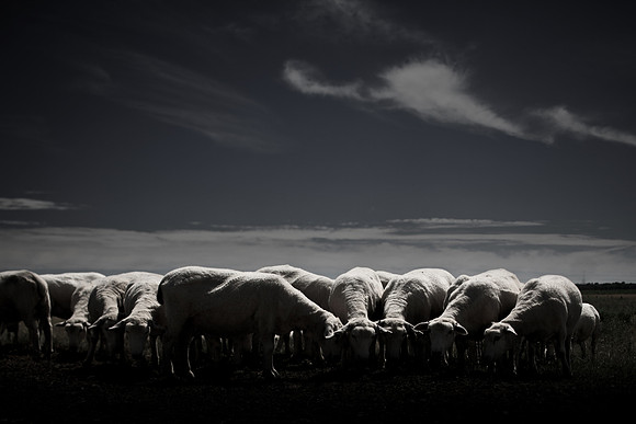 sheep 2
