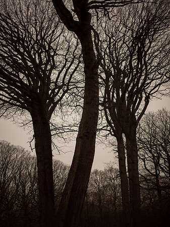 trees #24