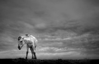 Wild horses 17