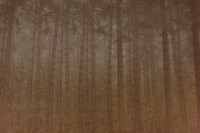 trees #14