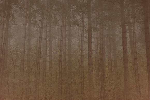 trees #14