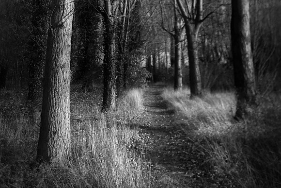Woods at night  2