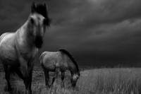 Wild horses 3