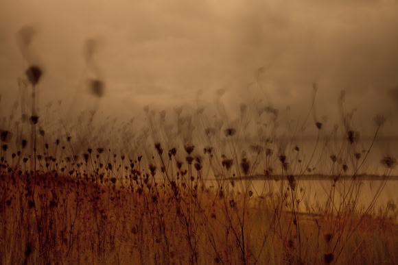 riverbank #24