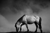 Wild horses 18