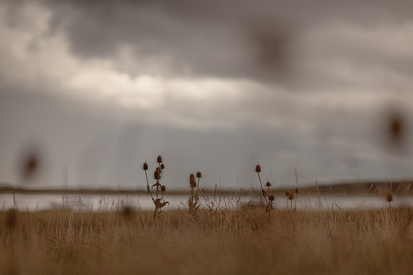 riverbank #14