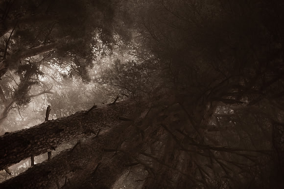 trees #12