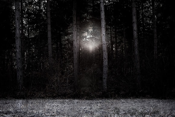 winter forest #4